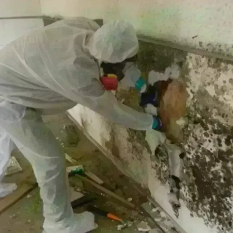 Mold Remediation and Removal in Harrison, TN